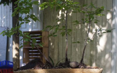 Open Studios is Featuring Bonsai Akira!