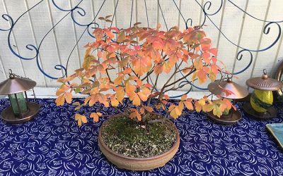 Sumac in Her Glory Days!