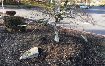 Landscape Pruning— Year Five