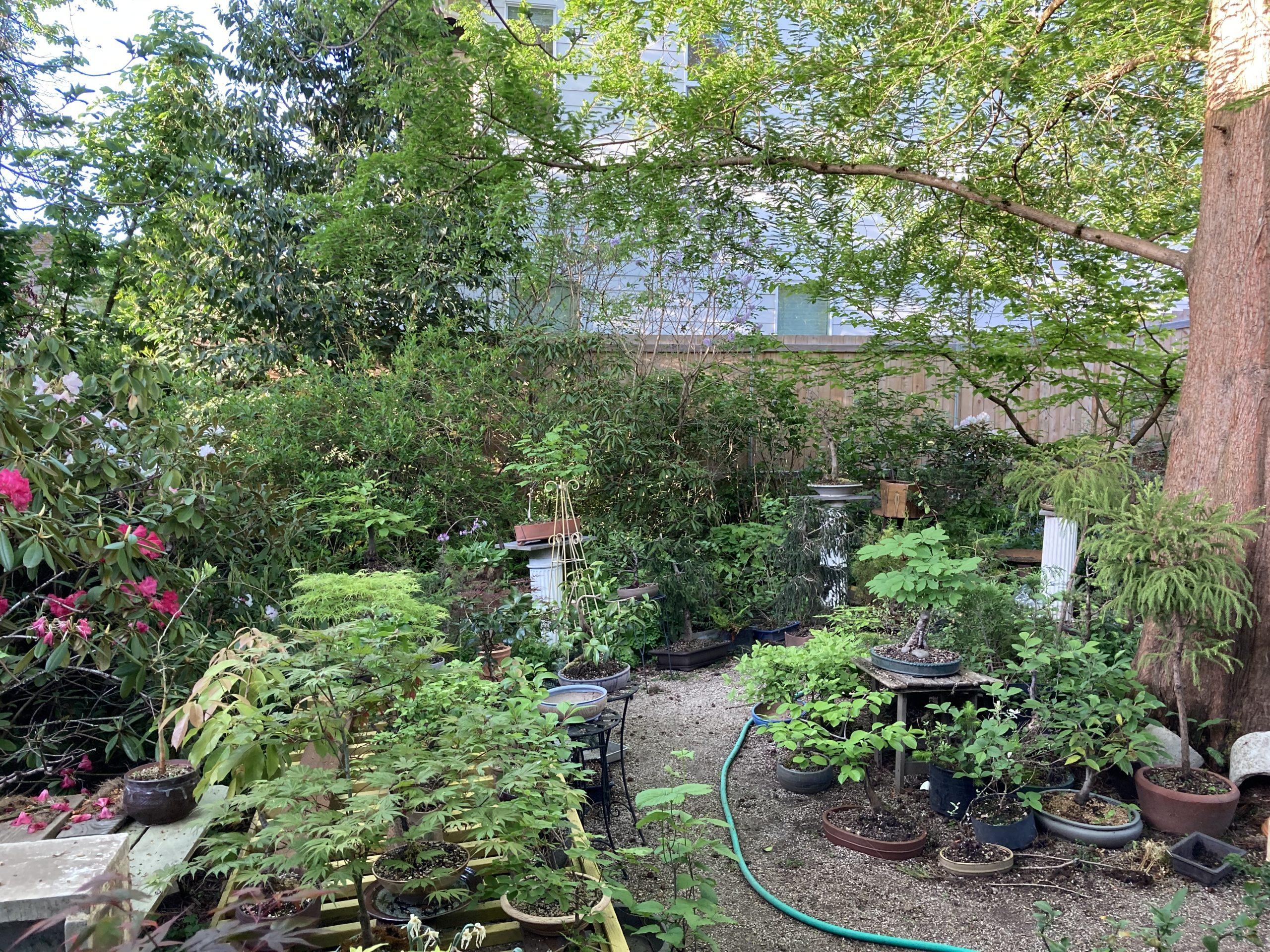 Spring Open Garden— May 15 & 16, 2021 - Bonsai Akira