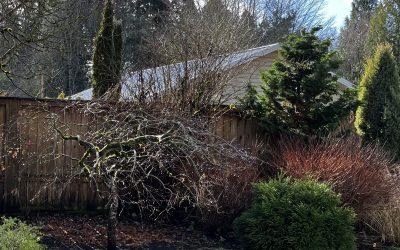 Landscape Pruning Available