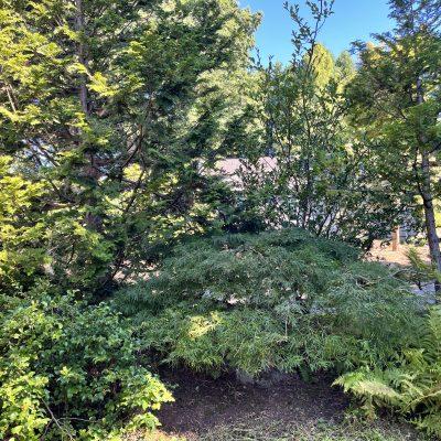 Trimming Anne’s Laceleaf Maple