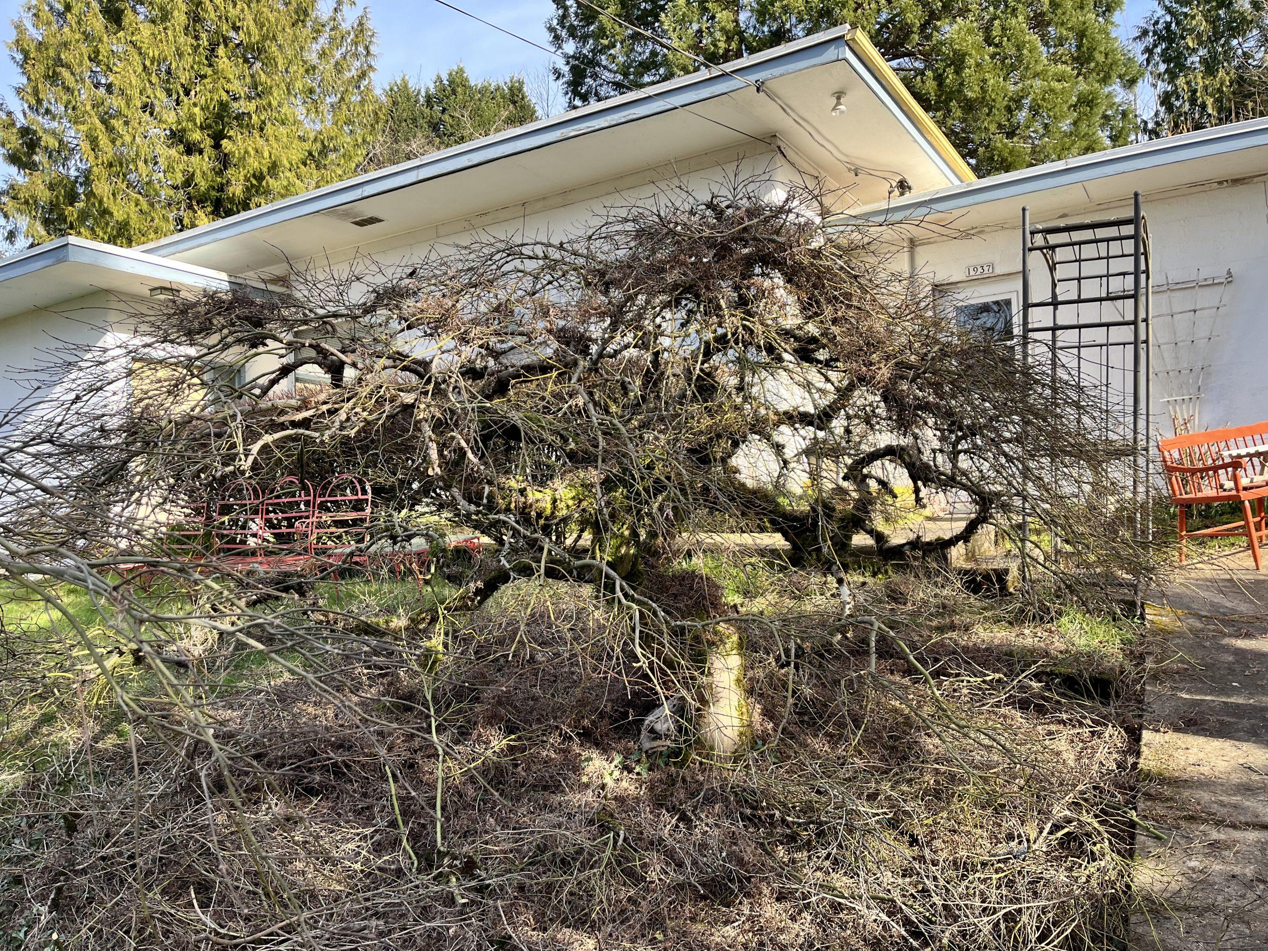 Mike’s Japanese maple #2–