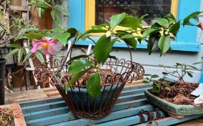 Mid-Winter Flowers… and other updates…