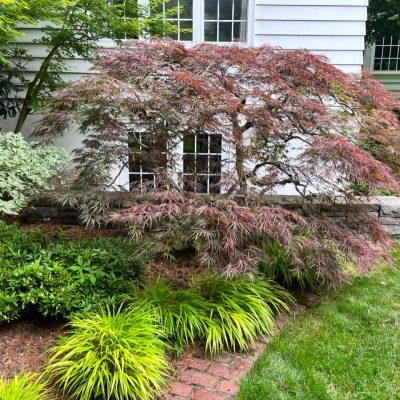 Jennifer’s Laceleaf maples