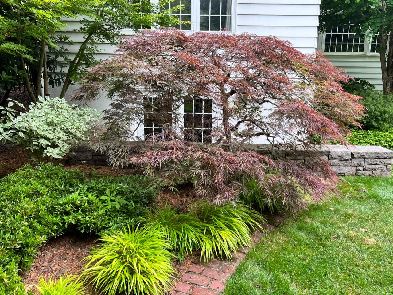 Jennifer’s Laceleaf maples