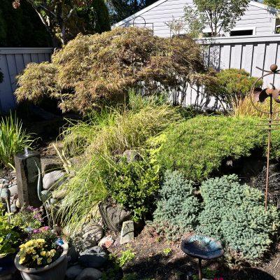 Shirley’s Laceleaf Maple